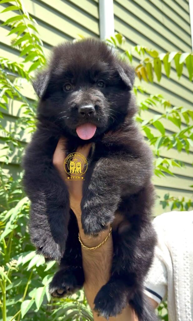 What to Know Before Buying German Shepherd Puppies From a Breeder