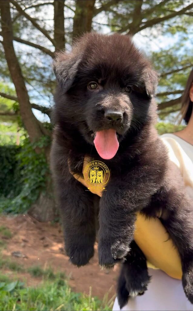 How to Choose the Right German Shepherd Breeder in New Jersey