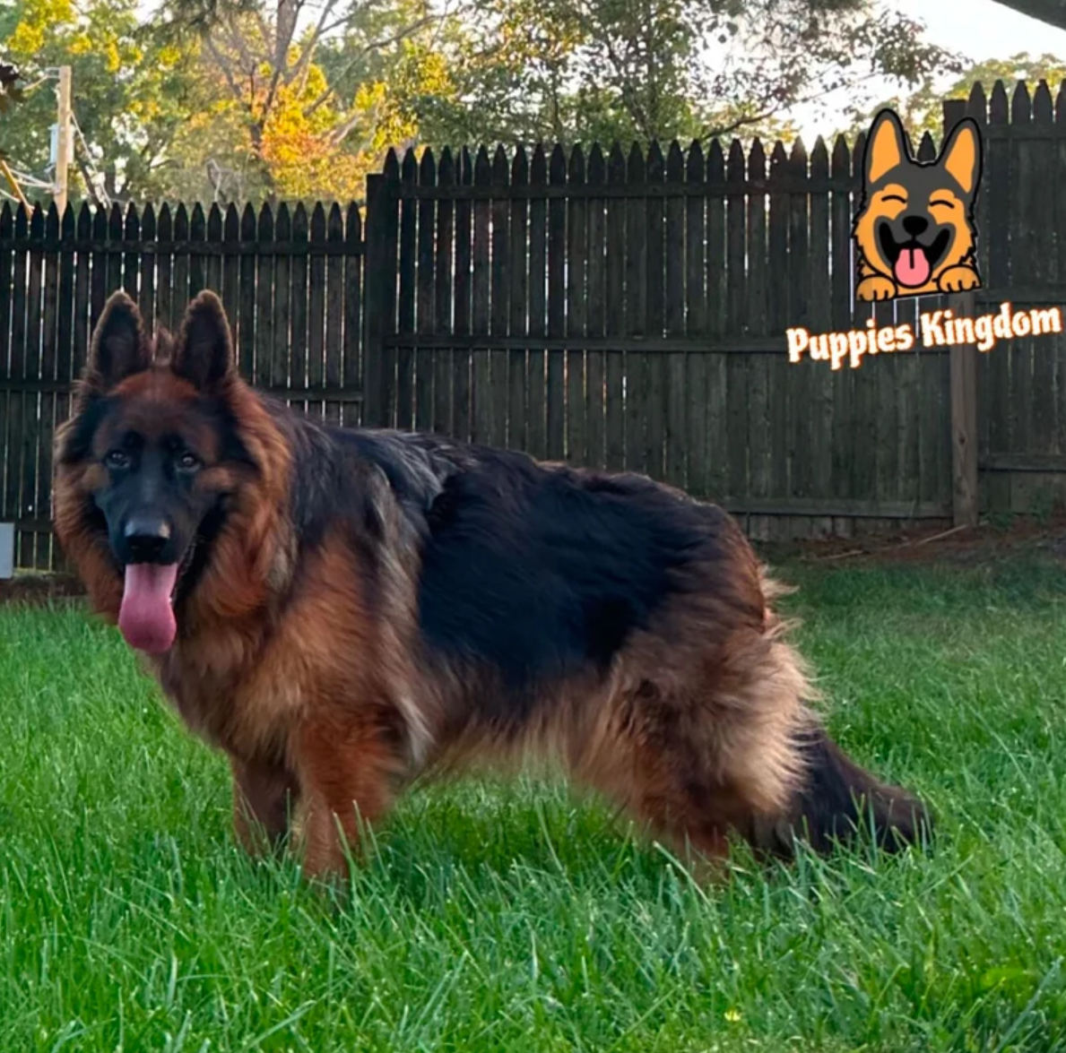 Puffy Puppies Kingdom Team
