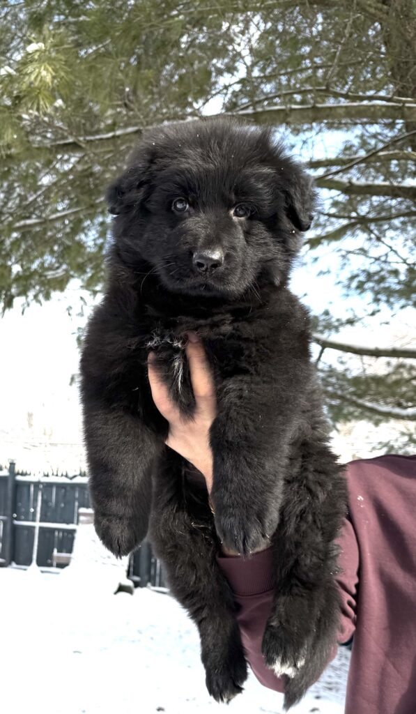 How German Shepherd Parents Influence Puppy Traits and Coat Types
