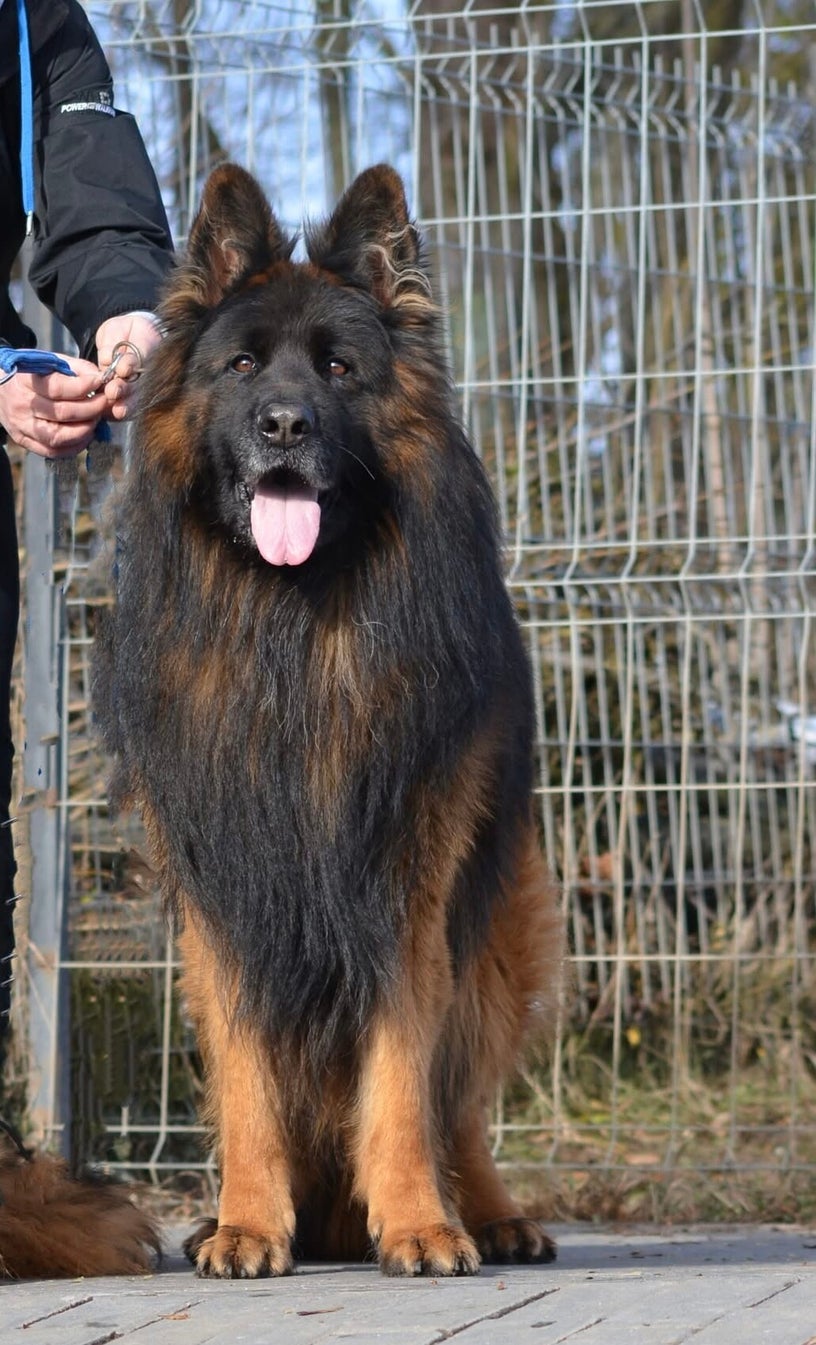 AXON Borawska Zagroda