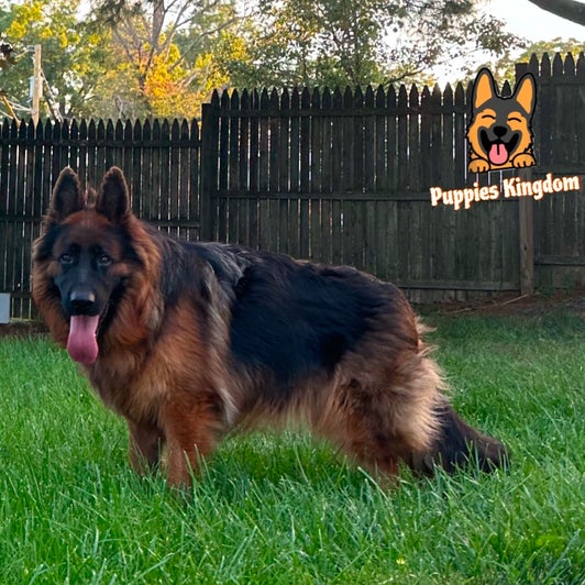 Nutrition Built for Working Dogs: Feeding a Growing German Shepherd