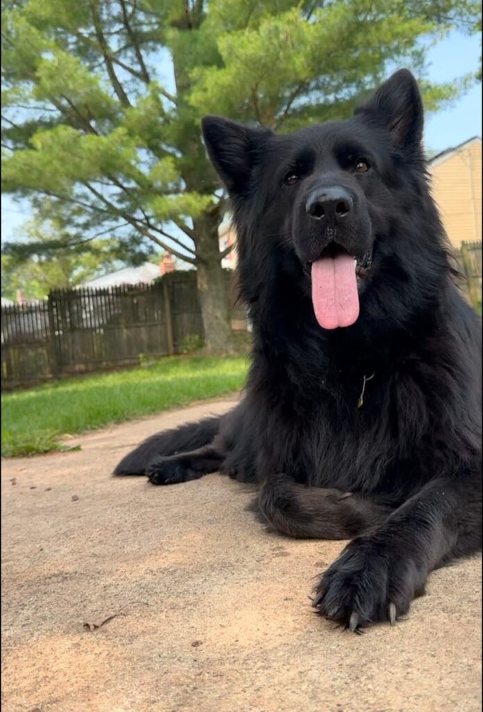 Protection Dog or Family Companion?Choosing the Right Shepherd