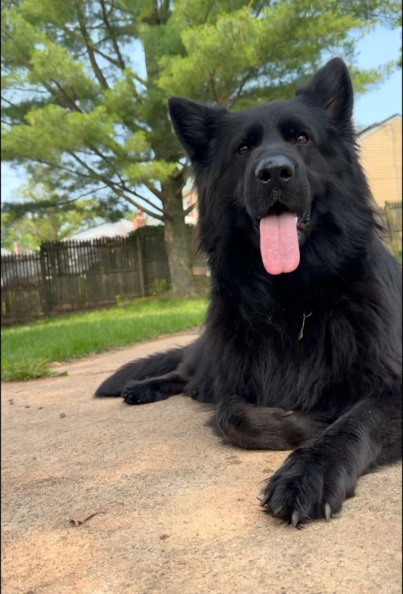 Protection Dog or Family Companion?Choosing the Right Shepherd