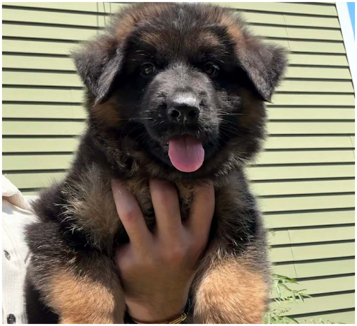 Buying a German Shepherd Puppy From a Breeder: What Families Across the USA Should Know